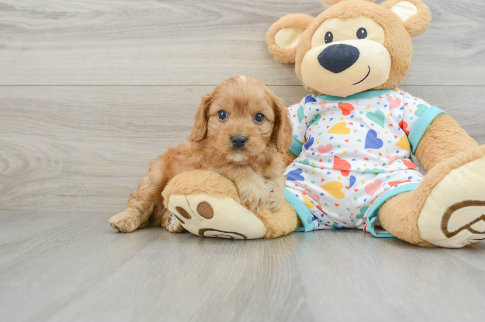 8 week old Cavapoo Puppy For Sale - Windy City Pups