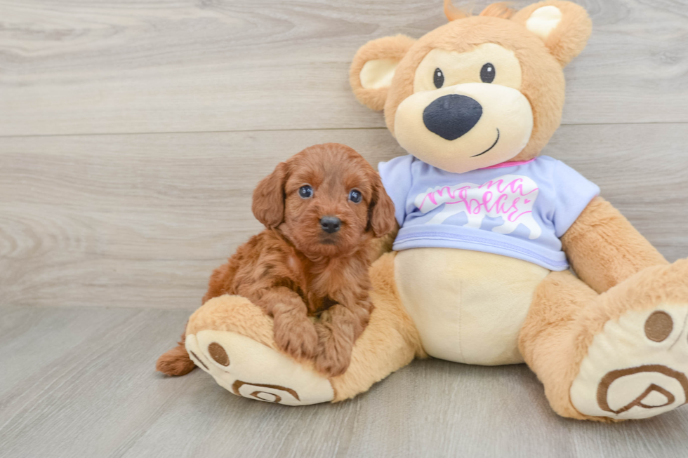 Smart Cavapoo Poodle Mix Pup