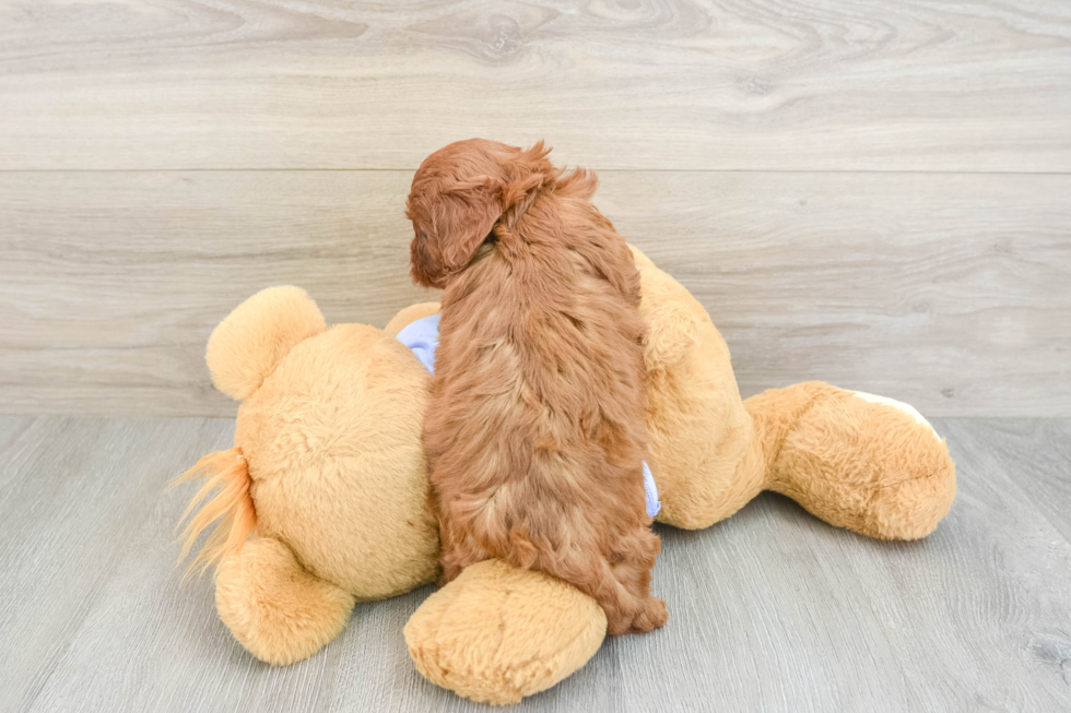 Friendly Cavapoo Baby