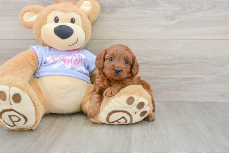 Cavapoo Puppy for Adoption