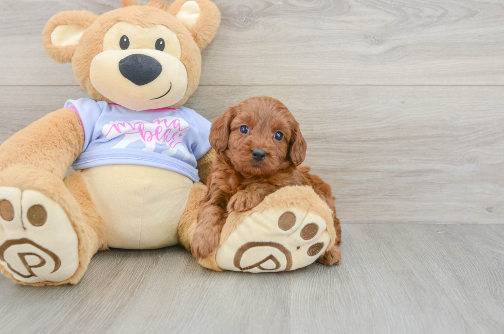7 week old Cavapoo Puppy For Sale - Windy City Pups
