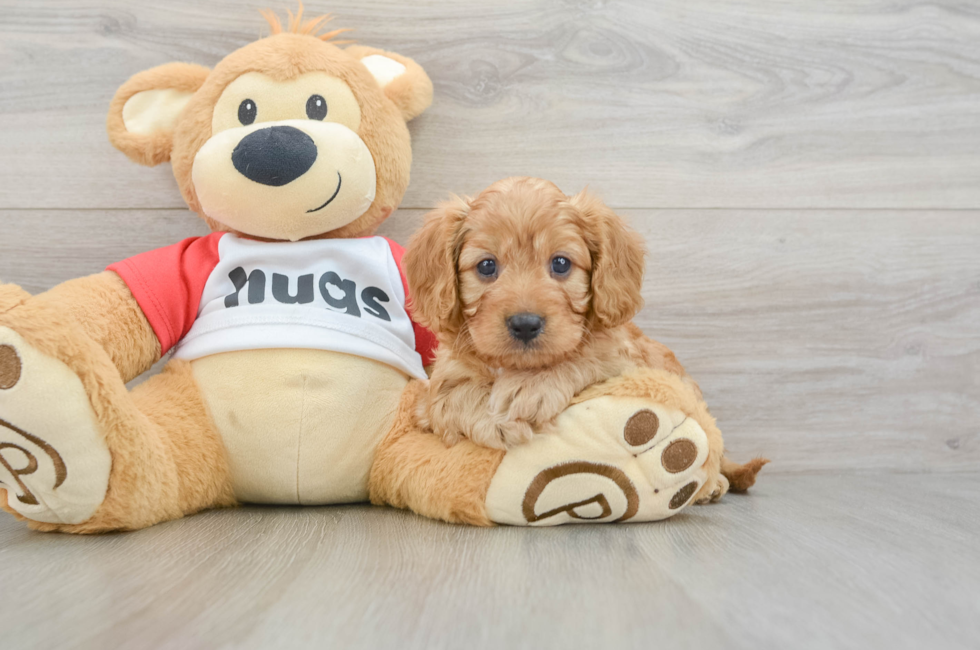 7 week old Cavapoo Puppy For Sale - Windy City Pups