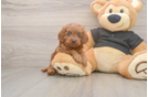 Cavapoo Pup Being Cute