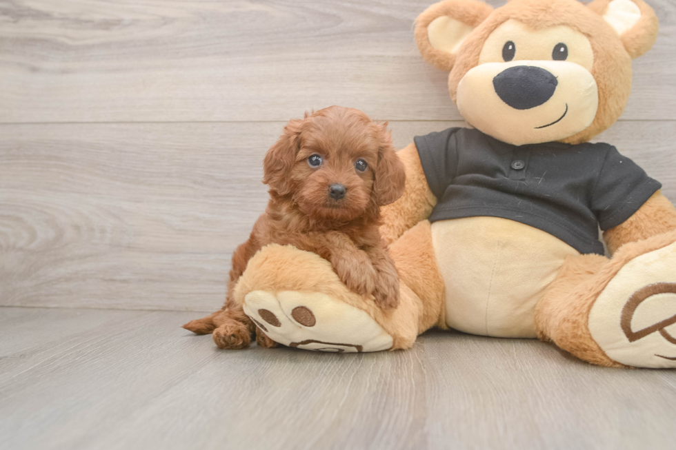Cavapoo Pup Being Cute