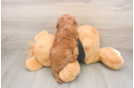 Hypoallergenic Cavadoodle Poodle Mix Puppy