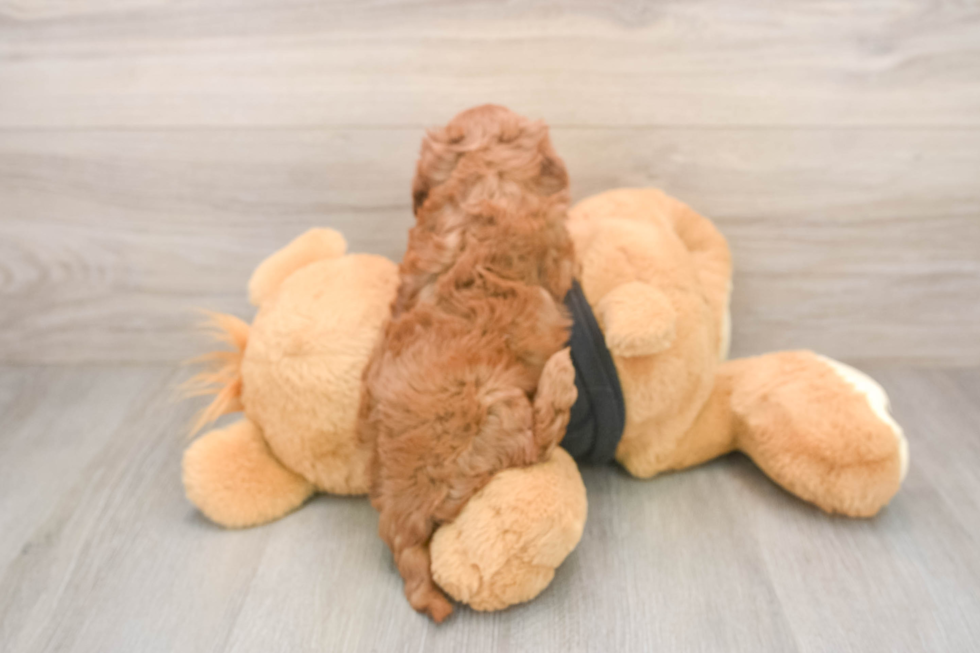 Hypoallergenic Cavadoodle Poodle Mix Puppy