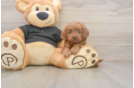Sweet Cavapoo Baby
