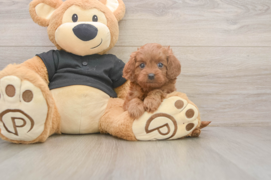 Sweet Cavapoo Baby