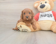 7 week old Cavapoo Puppy For Sale - Windy City Pups