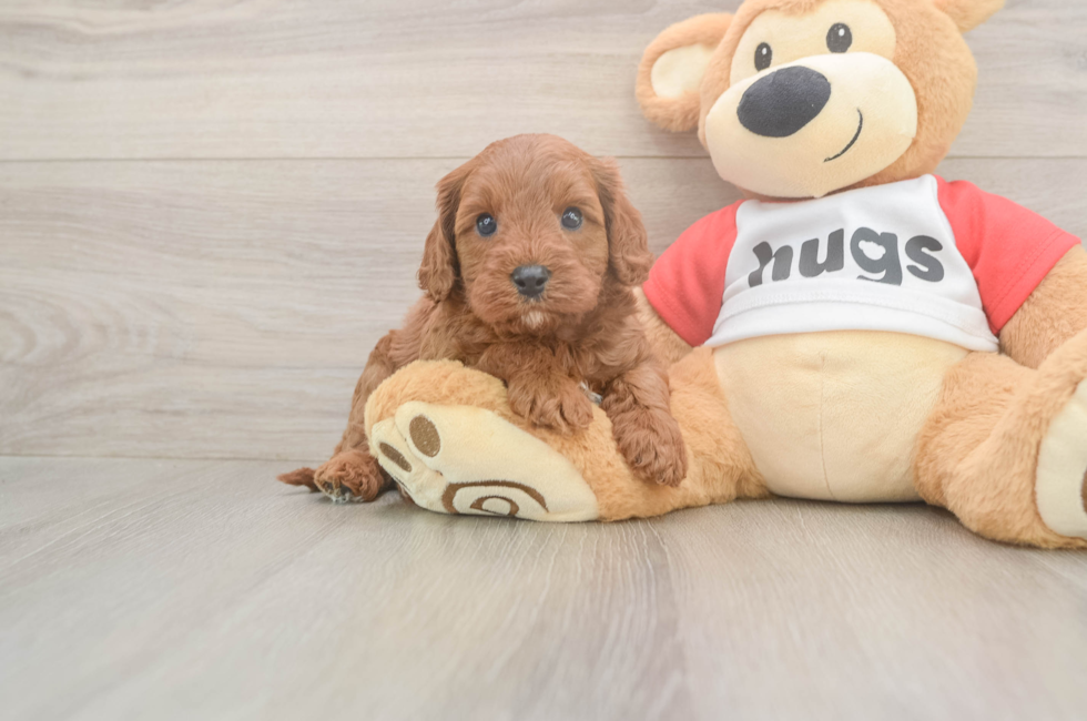 5 week old Cavapoo Puppy For Sale - Windy City Pups
