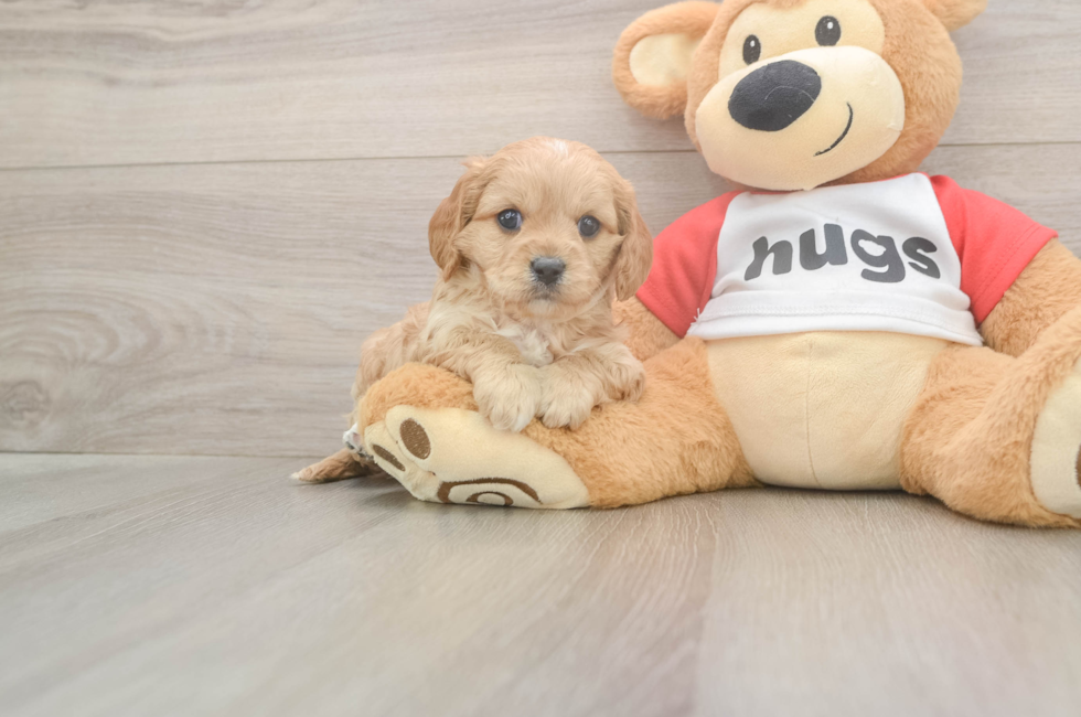 5 week old Cavapoo Puppy For Sale - Windy City Pups