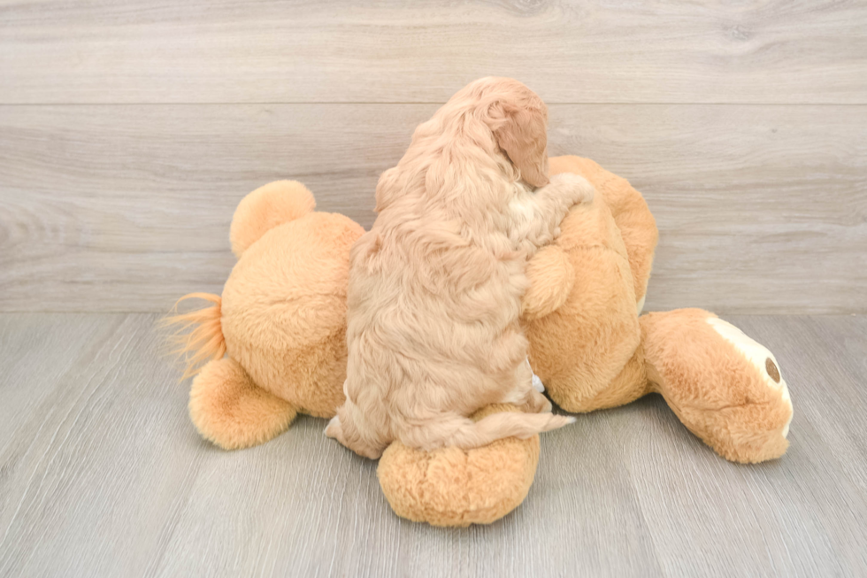 Meet Urban - our Cavapoo Puppy Photo  3/3 - Windy City Pups Fluffy Cavapoo Poodle Mix Pup