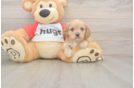 Meet Urban - our Cavapoo Puppy Photo  2/3 - Windy City Pups Sweet Cavapoo Baby