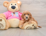 8 week old Cavapoo Puppy For Sale - Windy City Pups