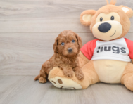 8 week old Cavapoo Puppy For Sale - Windy City Pups