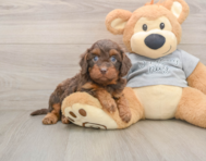 7 week old Cavapoo Puppy For Sale - Windy City Pups
