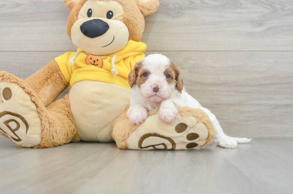 6 week old Cavapoo Puppy For Sale - Windy City Pups