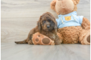 Energetic Cavoodle Poodle Mix Puppy