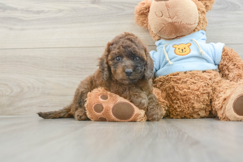 Energetic Cavoodle Poodle Mix Puppy