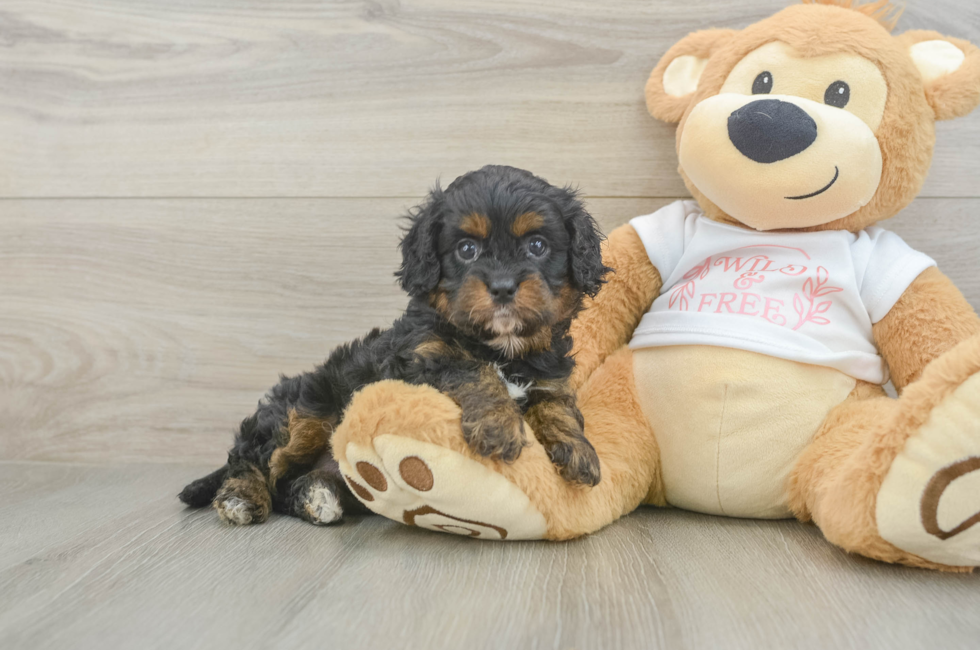 5 week old Cavapoo Puppy For Sale - Windy City Pups
