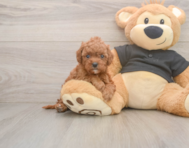 8 week old Cavapoo Puppy For Sale - Windy City Pups