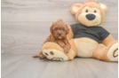 Best Cavapoo Baby