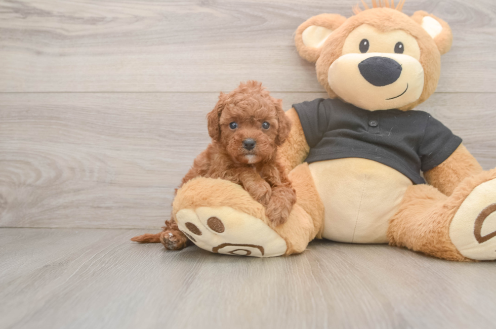 5 week old Cavapoo Puppy For Sale - Windy City Pups