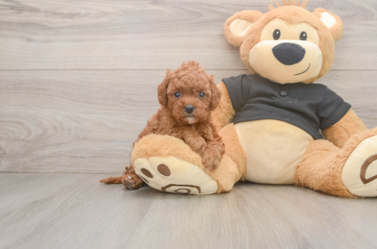 Best Cavapoo Baby