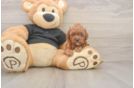Adorable Cavalier King Charles Spaniel and Poodle Mix Poodle Mix Puppy
