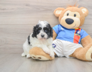 8 week old Cavapoo Puppy For Sale - Windy City Pups