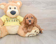 8 week old Cavapoo Puppy For Sale - Windy City Pups