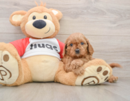 8 week old Cavapoo Puppy For Sale - Windy City Pups