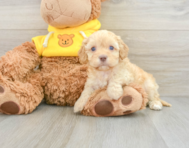 8 week old Cavapoo Puppy For Sale - Windy City Pups