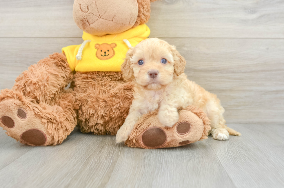 8 week old Cavapoo Puppy For Sale - Windy City Pups