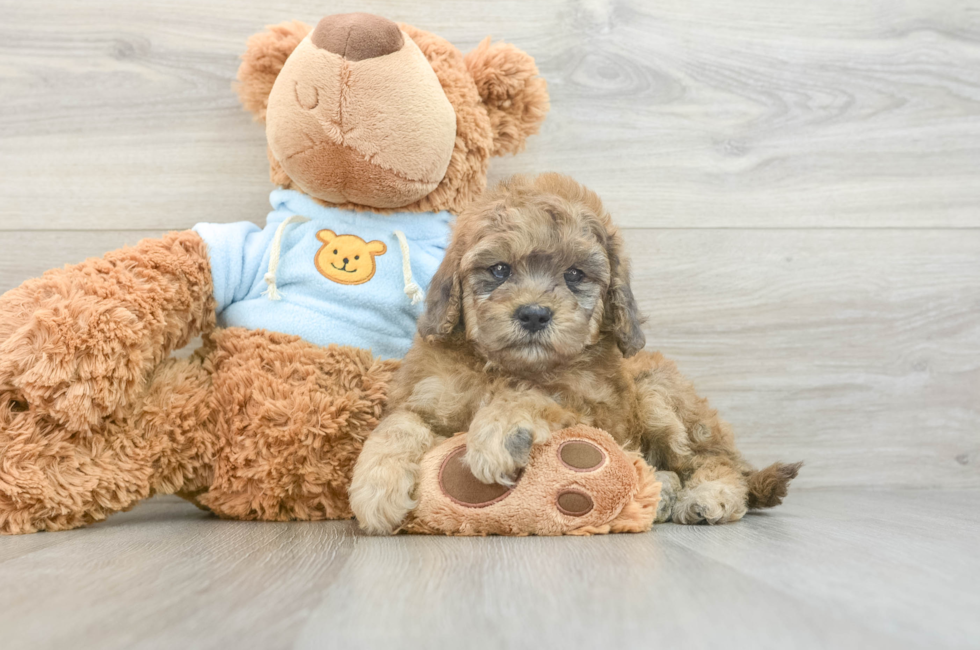 7 week old Cavapoo Puppy For Sale - Windy City Pups