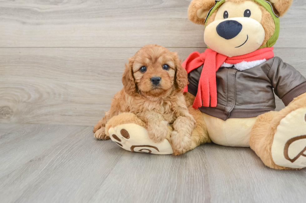 Adorable Cavalier King Charles Spaniel and Poodle Mix Poodle Mix Puppy