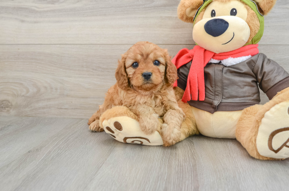 6 week old Cavapoo Puppy For Sale - Windy City Pups