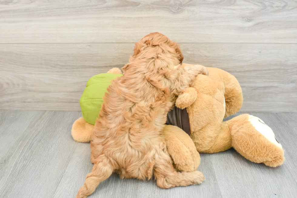 Sweet Cavapoo Baby