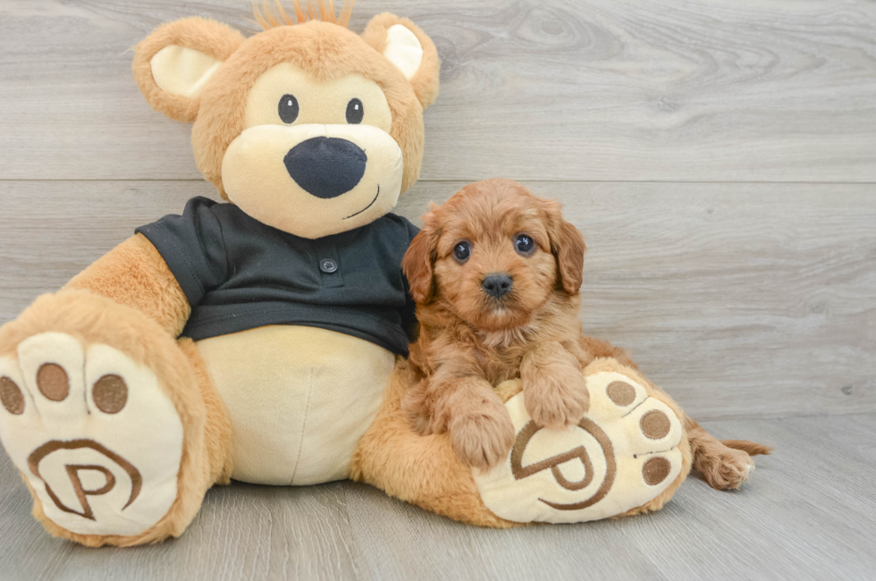 6 week old Cavapoo Puppy For Sale - Windy City Pups