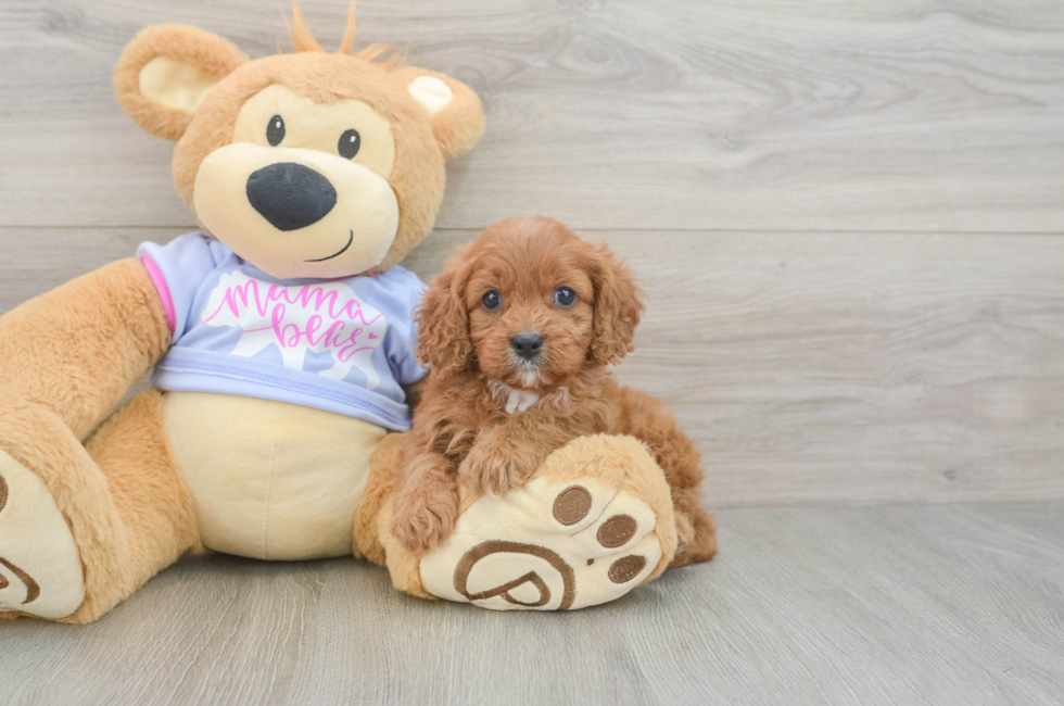 6 week old Cavapoo Puppy For Sale - Windy City Pups