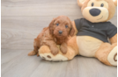 Popular Cavapoo Poodle Mix Pup