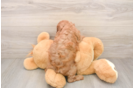 Cavapoo Puppy for Adoption