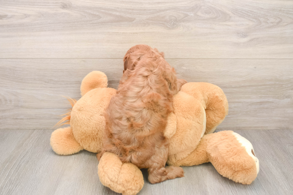 Cavapoo Puppy for Adoption