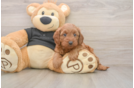 Playful Cavapoodle Poodle Mix Puppy
