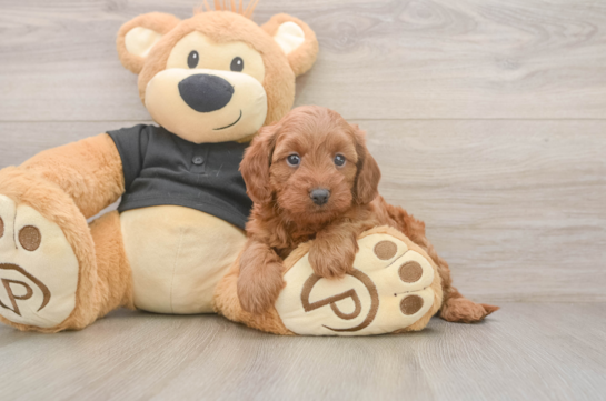 Playful Cavapoodle Poodle Mix Puppy
