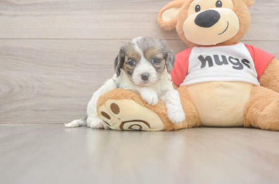 5 week old Cavapoo Puppy For Sale - Windy City Pups Best Cavapoo Baby