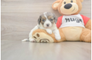 Meet Utopia - our Cavapoo Puppy Photo  1/3 - Windy City Pups Best Cavapoo Baby