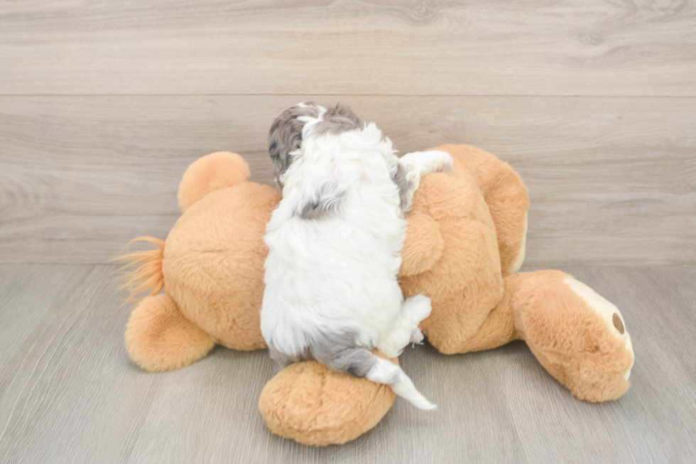 Meet Utopia - our Cavapoo Puppy Photo  3/3 - Windy City Pups Petite Cavapoo Poodle Mix Pup