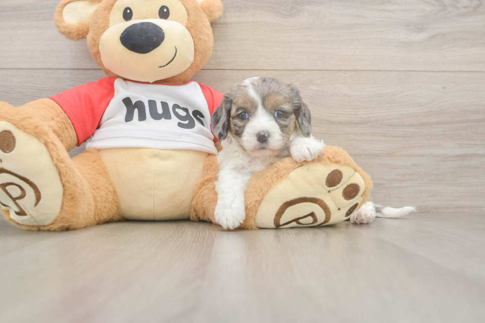 Meet Utopia - our Cavapoo Puppy Photo  2/3 - Windy City Pups Cavapoo Puppy for Adoption