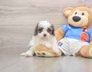 8 week old Cavapoo Puppy For Sale - Windy City Pups